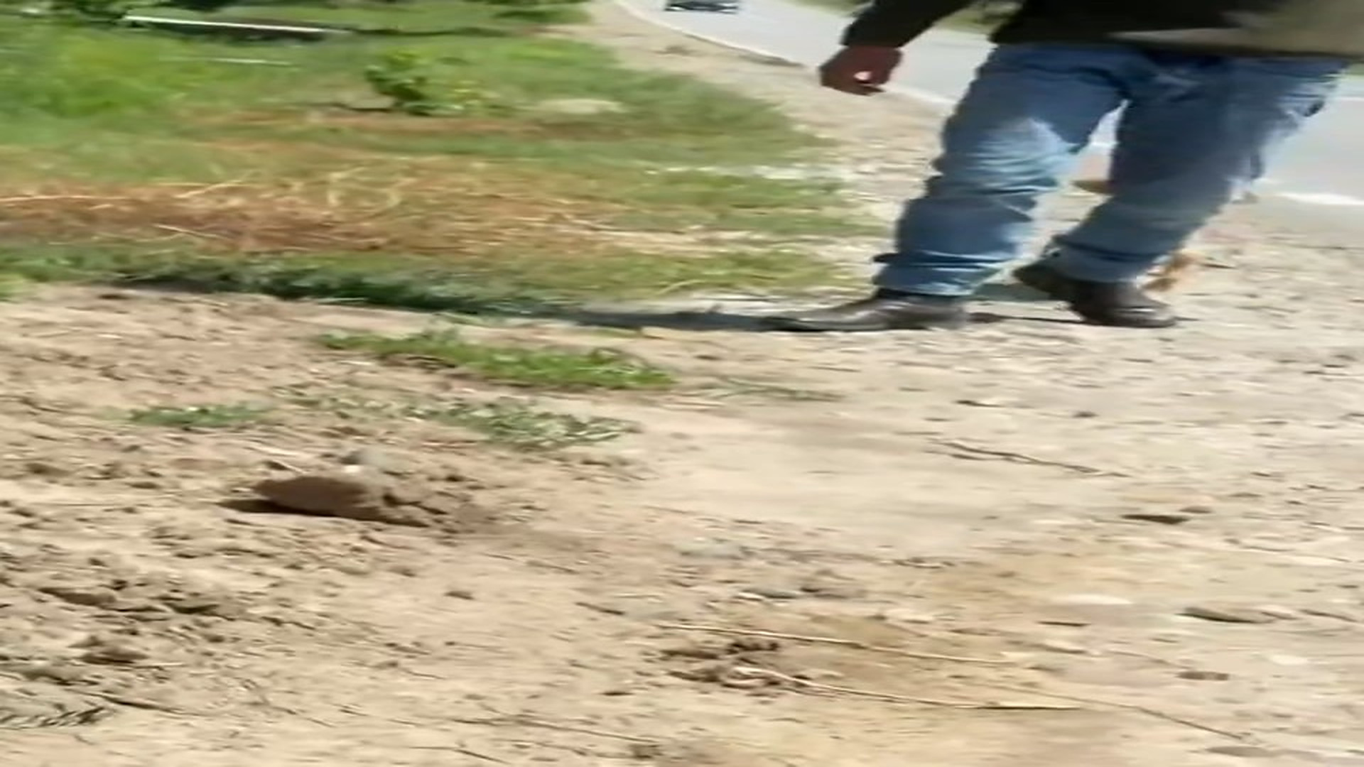 Part 2 : H1308007_Unplanned Rescue_ Saving a Small Dog from a Drunk Man #rescue #rescuedogs #dogsoftiktok #lovedogs #D_part2