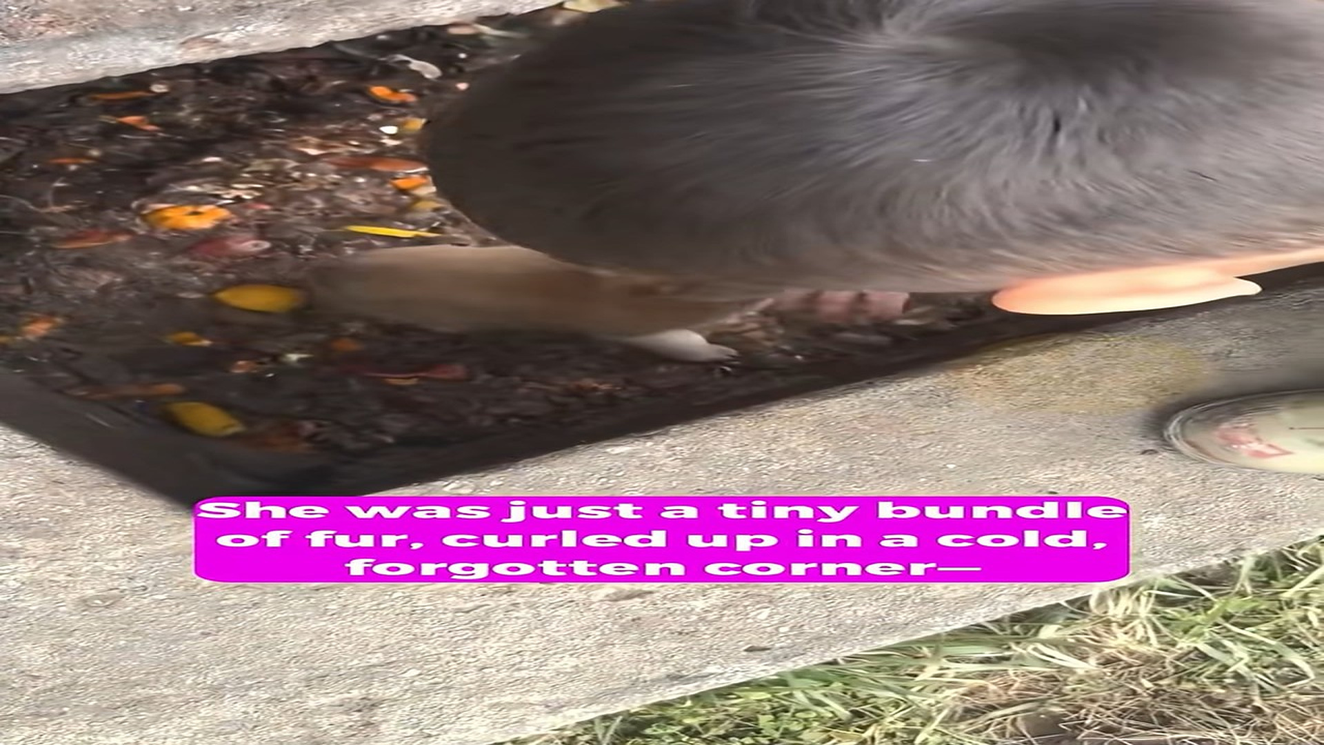 Full Video : H1308030_She Was Found in a Cold Forgotten Corner and Her Eyes Were Full of Fear