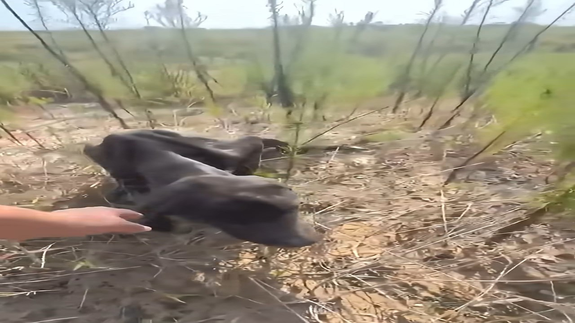 Full Video : H1308021_From Collapse in a Dumping Field to Safety and Healing with a Second Chance at Life