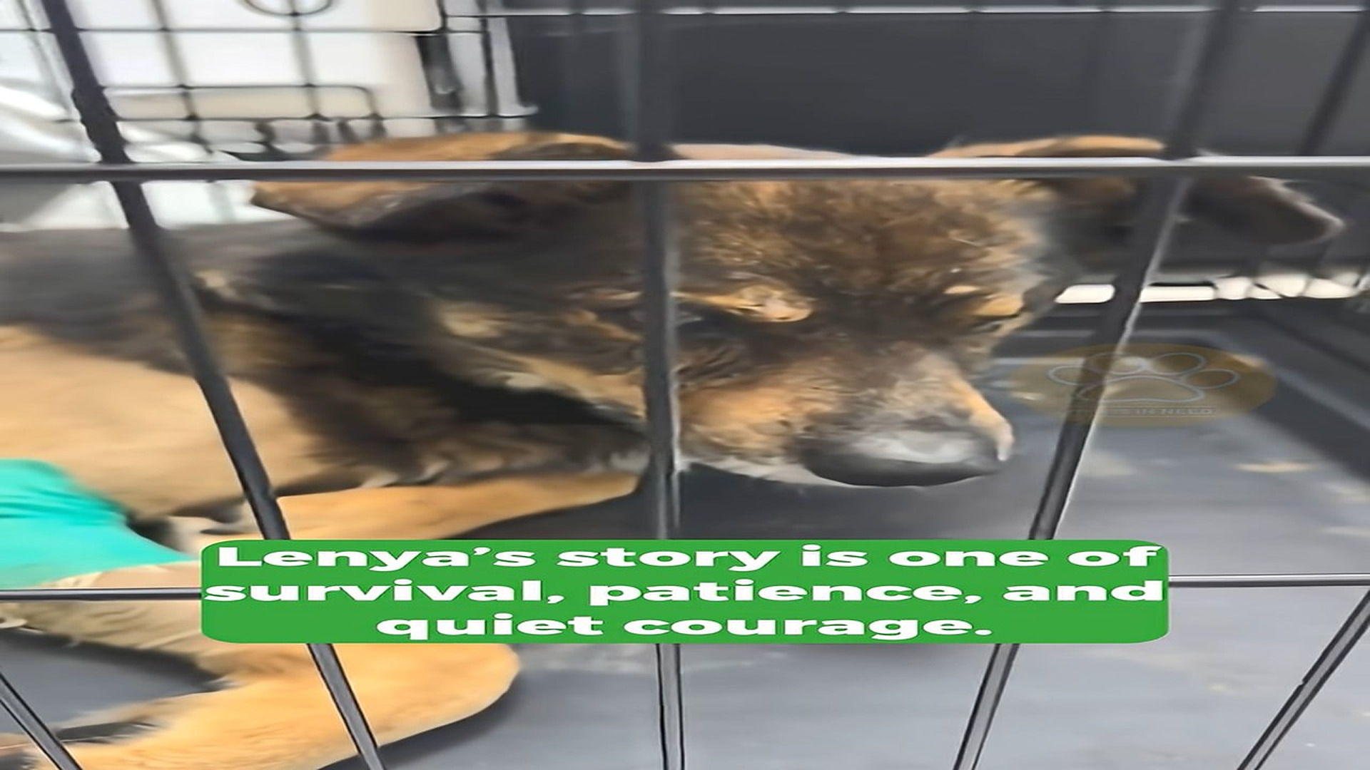 Full Video : H1308022_The Remarkable Story of a Dog Who Lost His Sight but Gained Love Trust and Security