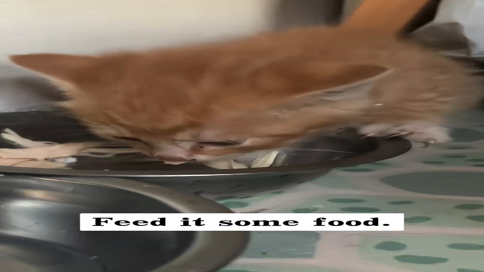 Part 2 : H1408005_Rescue little cat #rescue #animals #cat_part2