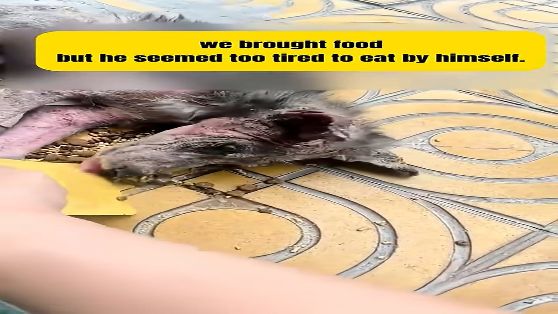 Part 2 : H1408002_This Starving Puppy Was Too Weak to Eat… Until Someone Saved Him �❤️ Hashtags #DogRescue #PuppyResc_part2