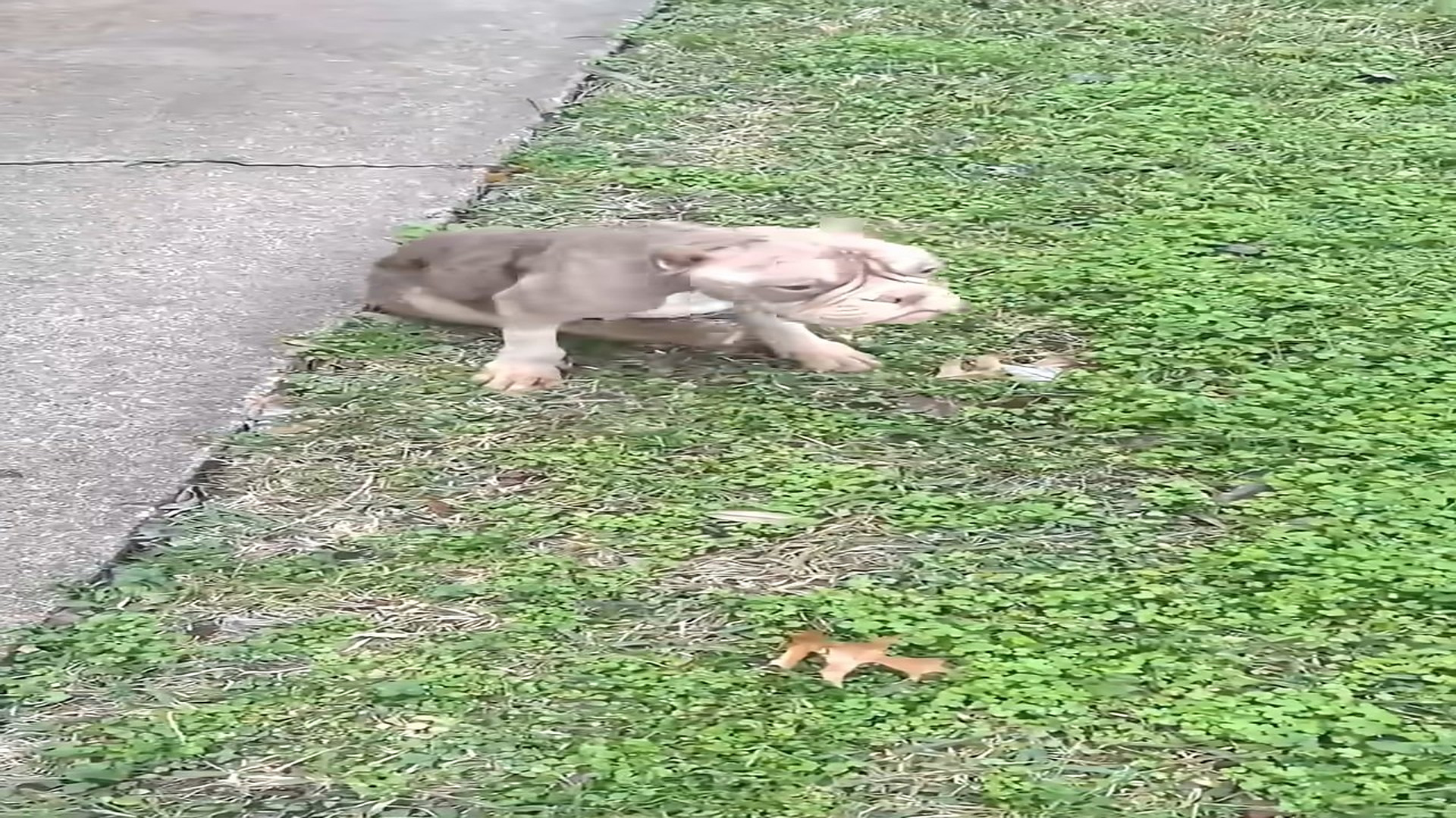 Full Video : H1408009_Severely Emaciated Dog Finally Receives Care and Begins a Remarkable Healing Journey
