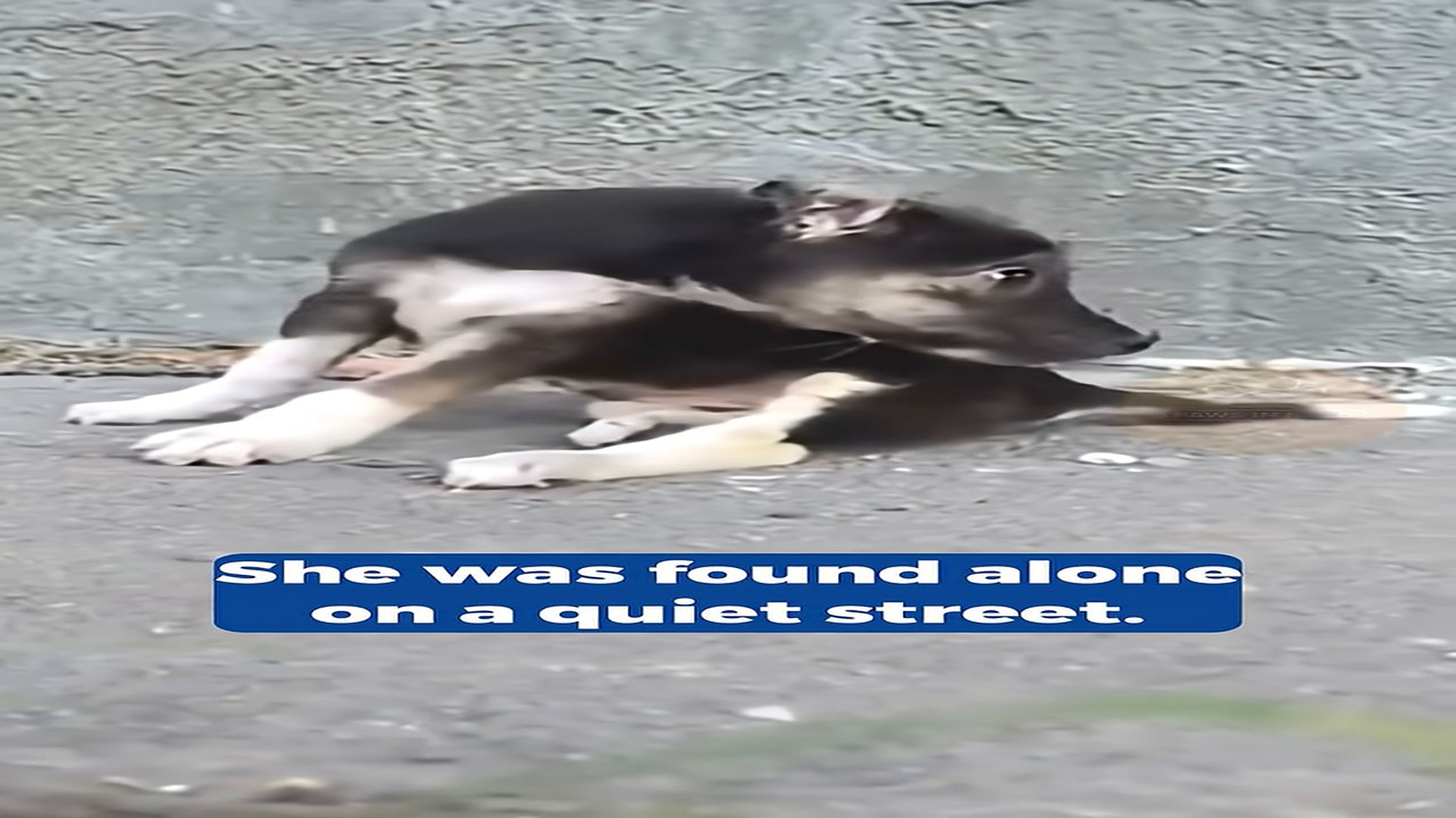 Full Video : H1408006_She Was Left Unable to Walk But Refused to Let Pain Decide the End of Her Story