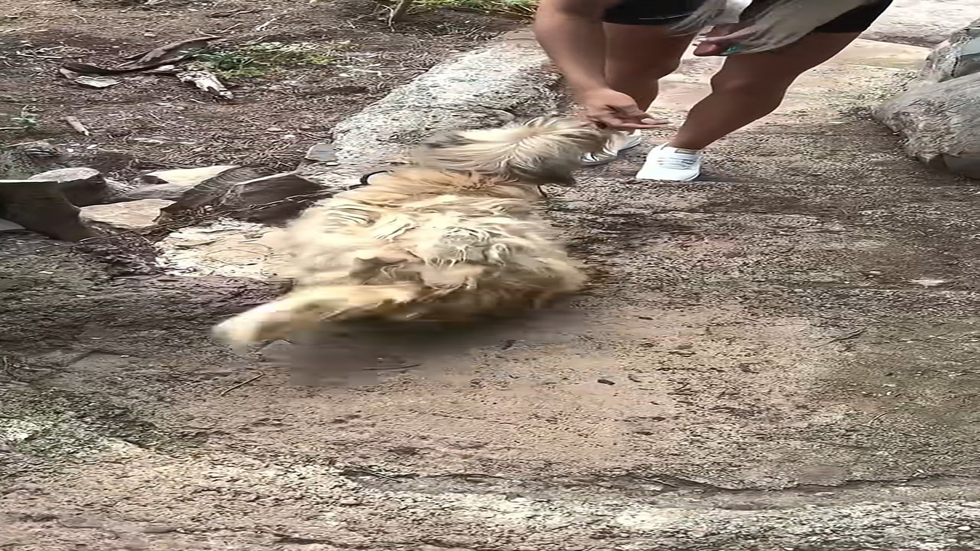 Full Video : H1408028_One Dog Was Chained for Years and Two Kittens Were Caged Until Compassion Set Them Free