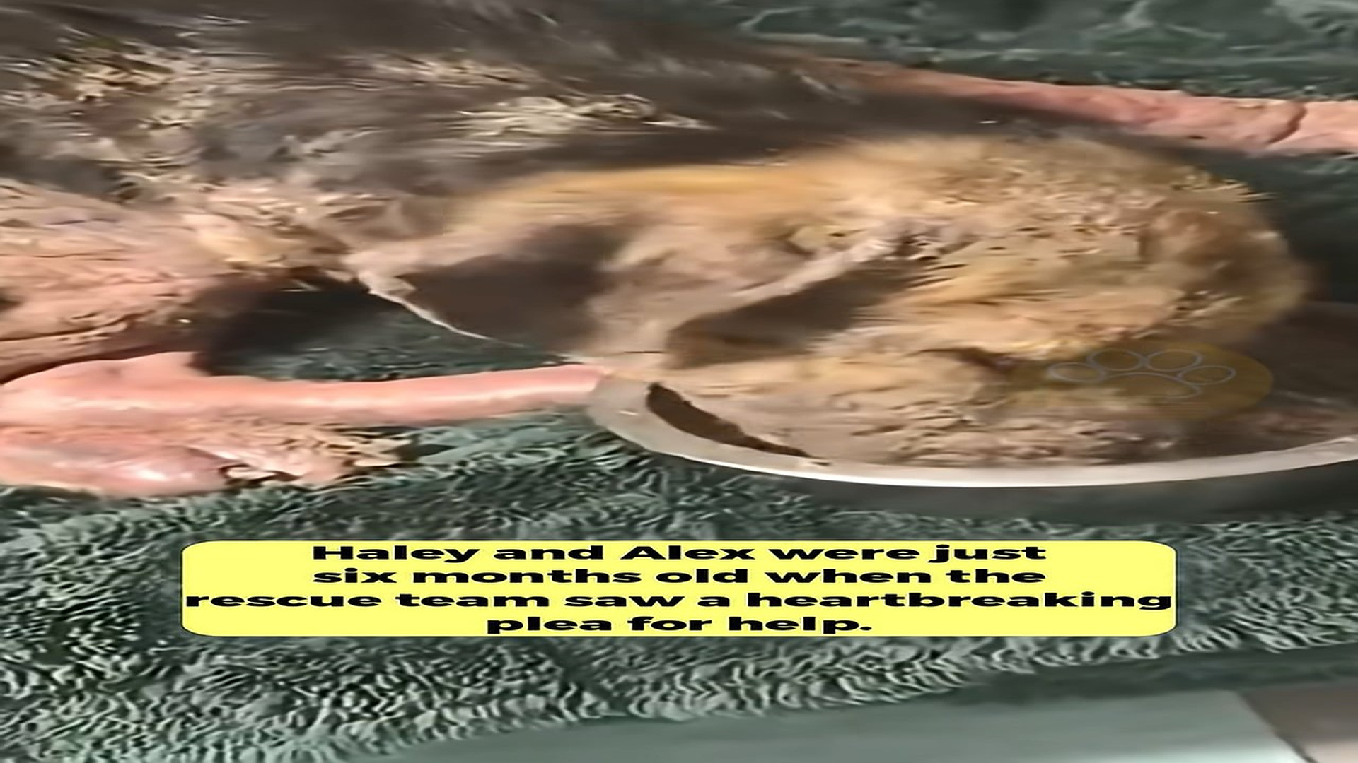 Full Video : H1408027_Two Fragile Puppies Found On the Brink Begin a Fight For Life and a Future of Love
