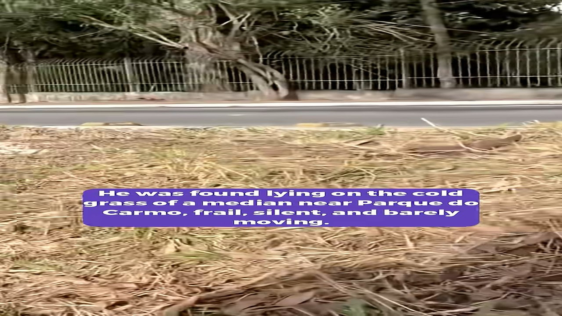 Full Video : H1408025_A Thin and Broken Soul Rescued from Neglect and Given a Gentle Path to Healing