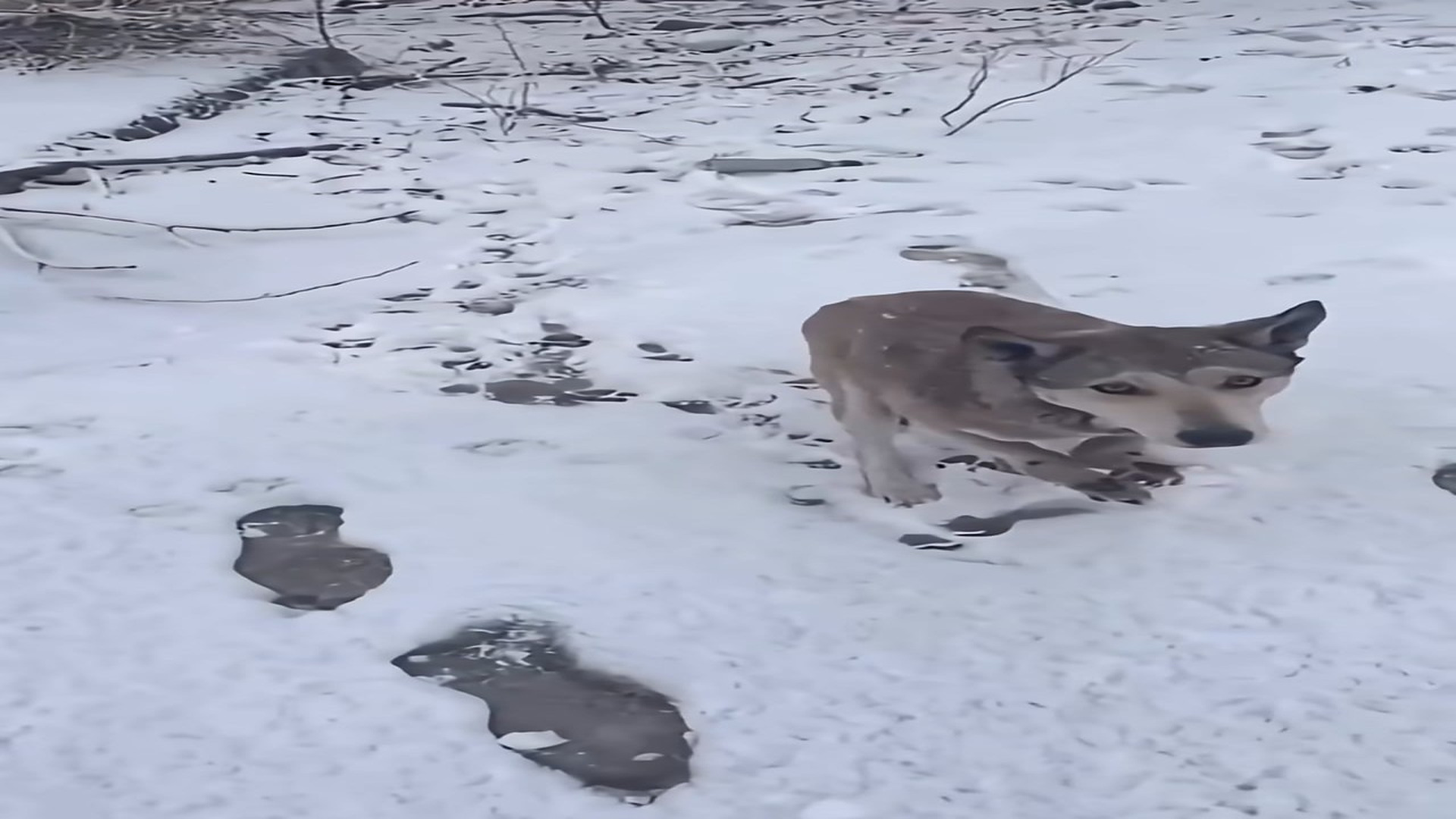 Full Video : H1408022_See How a Special Dog Found Hope and Strength After Facing Unimaginable Hardship