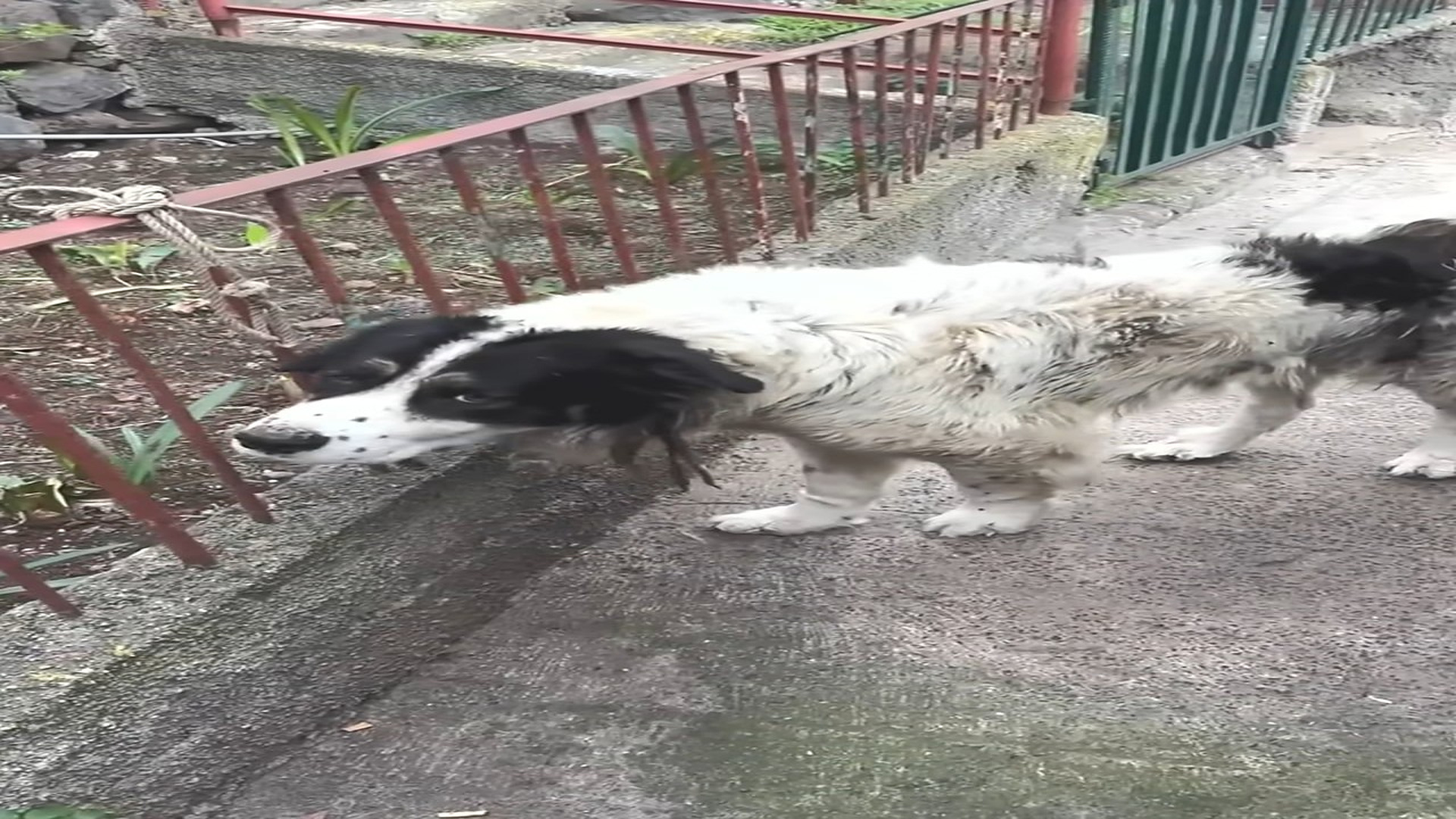 Full Video : H1408019_Once Forgotten and Afraid a Brave Dog Finds Healing Strength and The Comfort of Gentle Hands