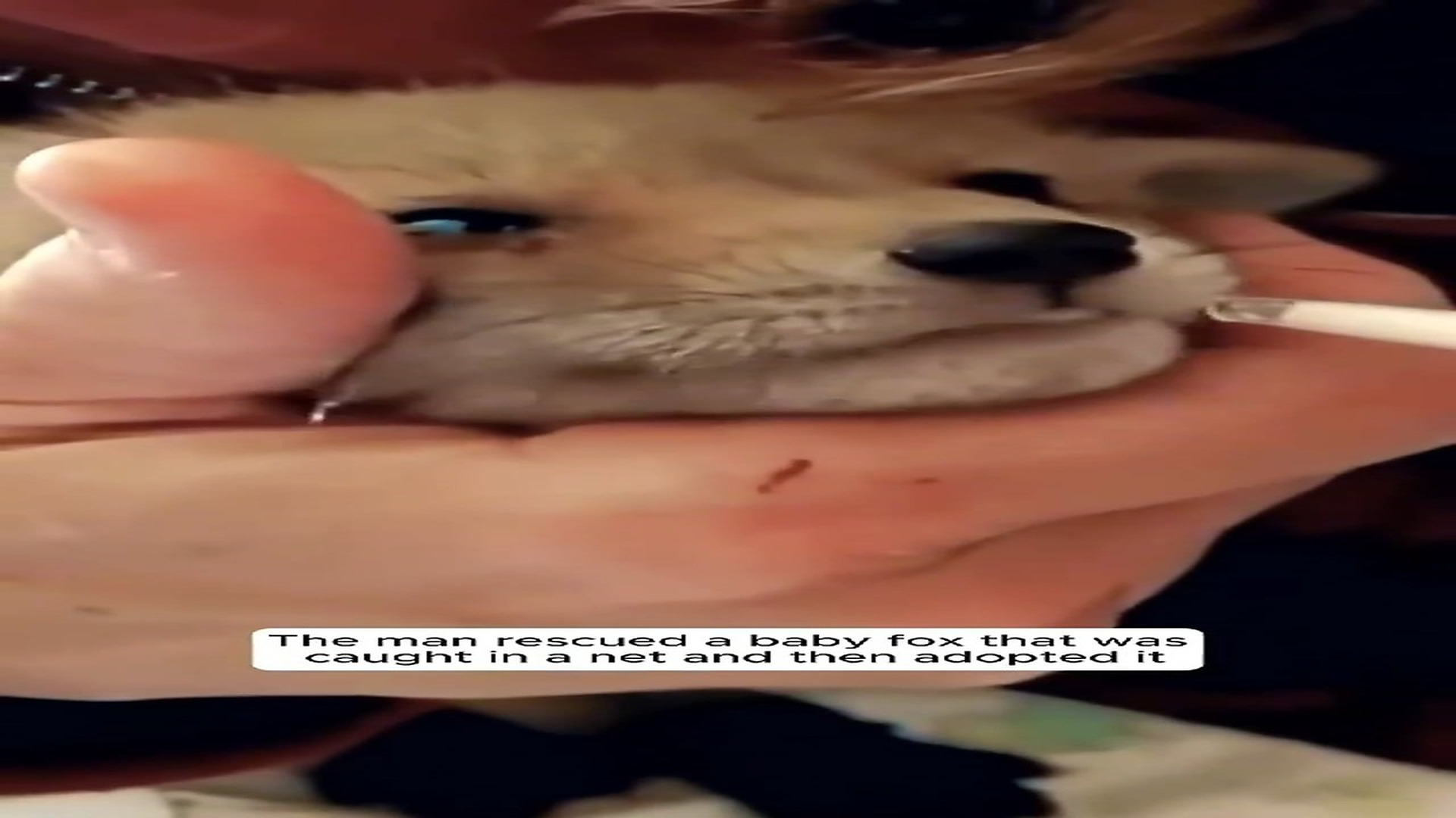 Part 2 : H1508009_The man rescued a small fox that was trapped and unable to escape #animal #animalshelter #loveanimal_part2