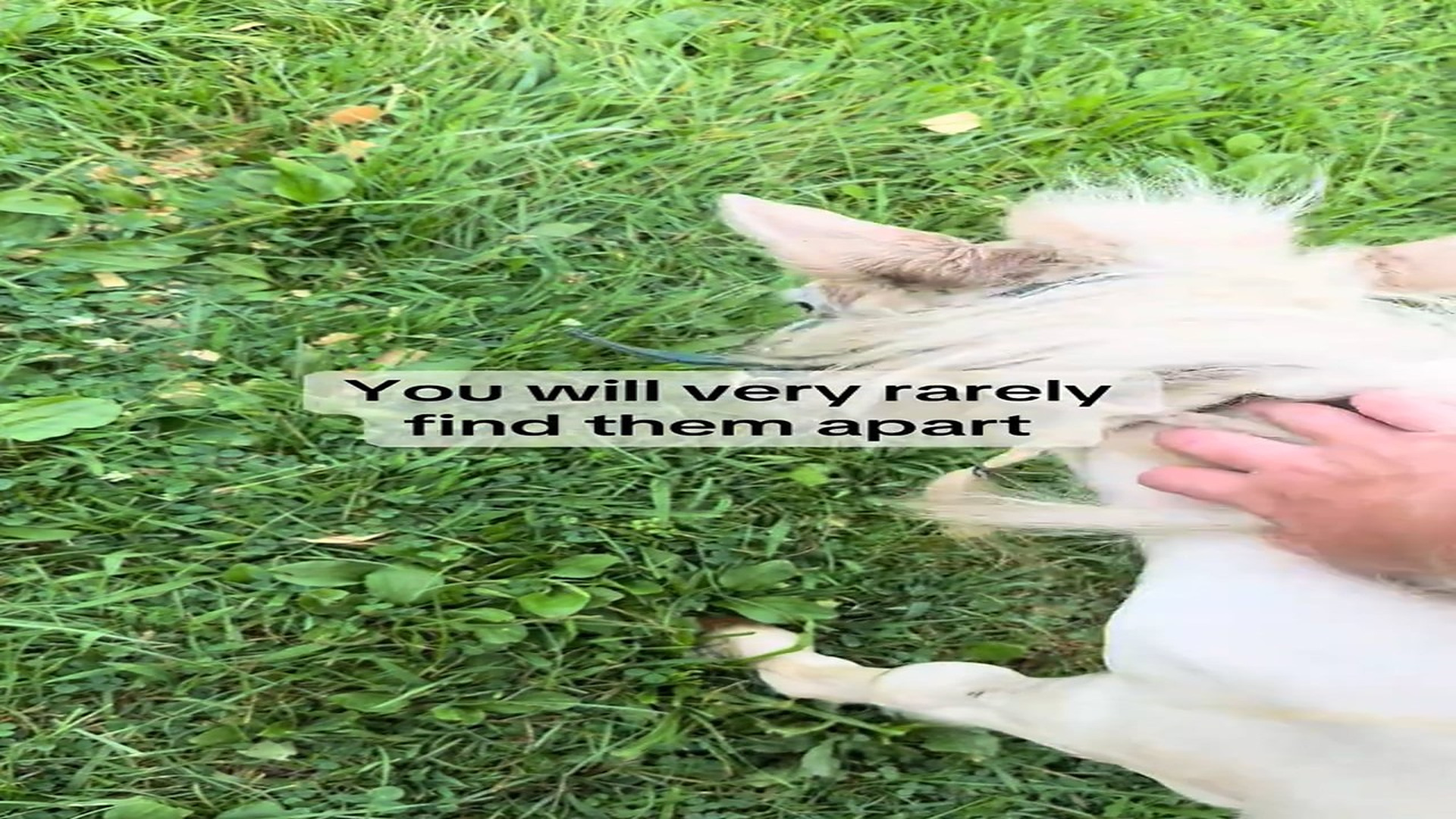 Part 2 : H1608008_A much requested update on all of our recent rescues! #AnimalRescue #RescueAnimals #FarmAnimalRescue_part2