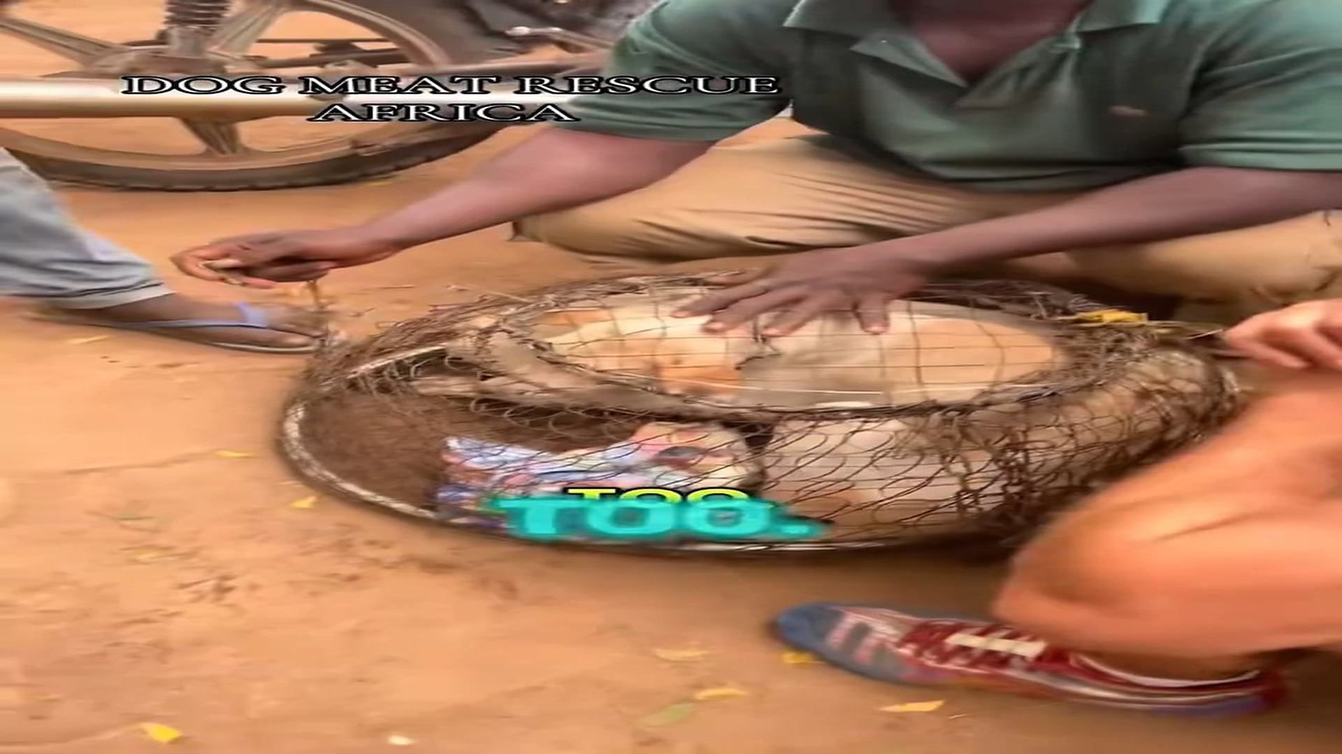 Part 2 : H1608005_Dog savior rescue dogs Ghana �� Africa most viral #doglover #dogsoftiktok ##viralvideo #fypシ゚viral_part2