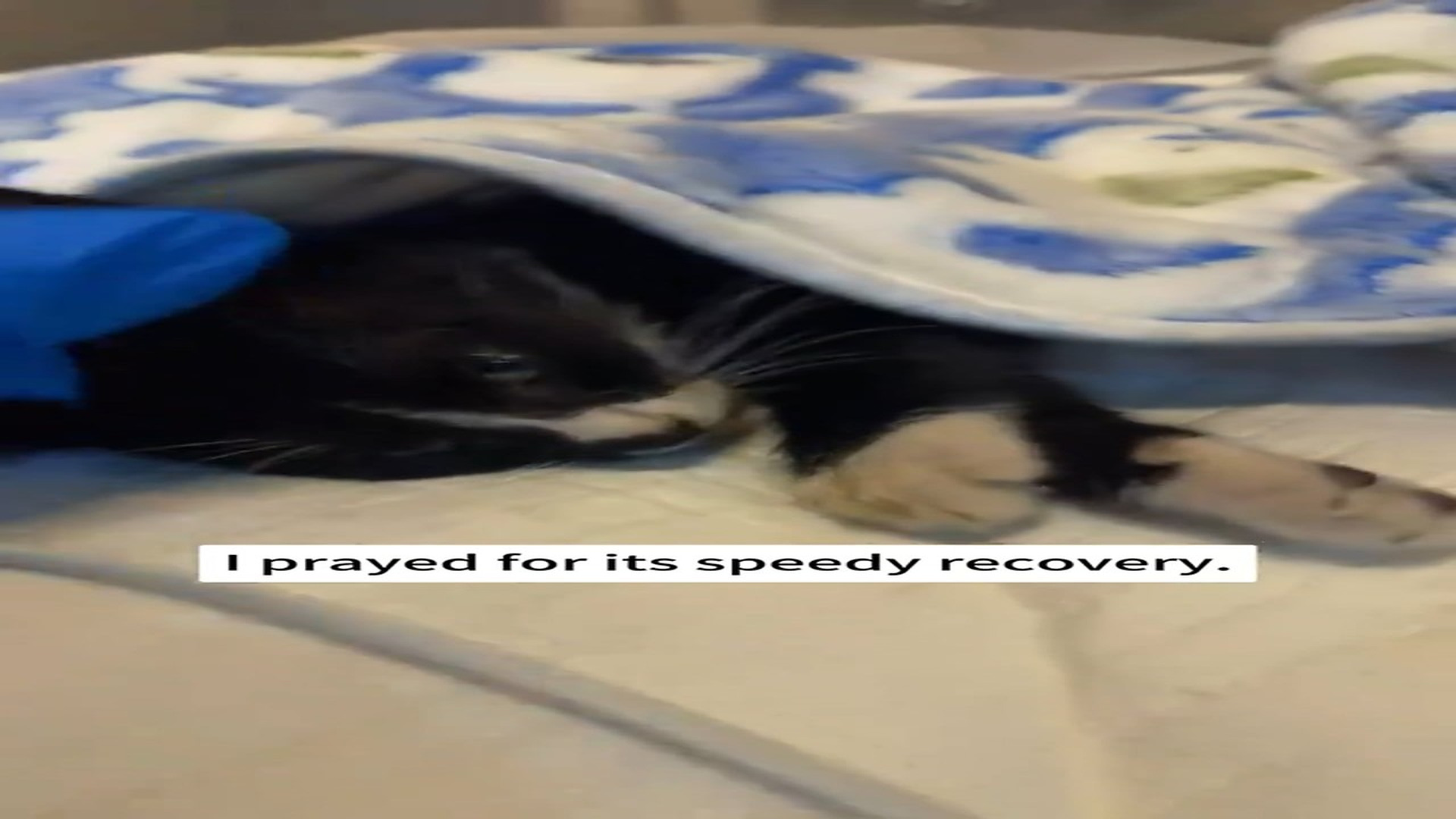 Part 2 : H1608002_Rescue cat #rescue #animals #cat_part2