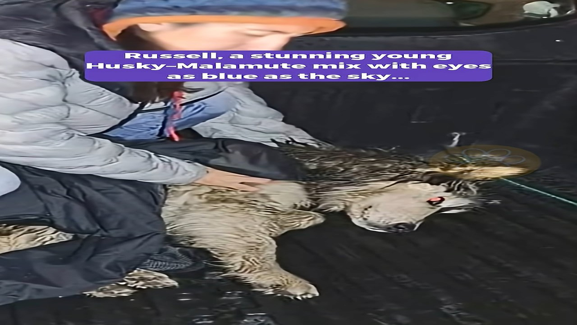 Full Video : H1508020_Hope Rises When a Broken Dog Fights His Way Back to Life After a Terrible Accident