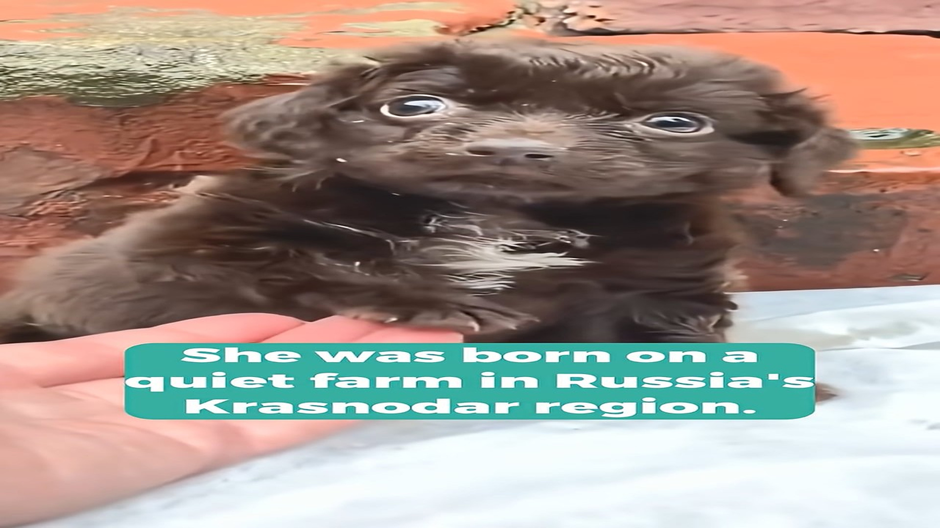 Full Video : H1508017_She Was Abandoned at Birth Yet Found the Strength to Survive Against All Odds