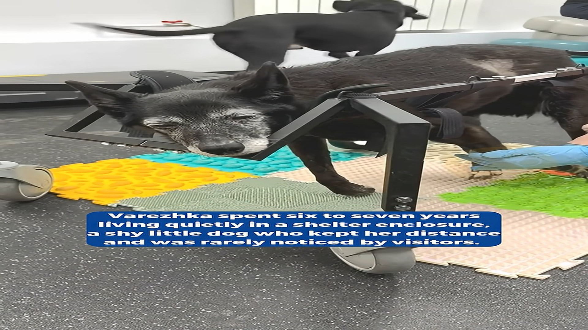 Full Video : H1508019_From Years of Silence to a Life Renewed as a Forgotten Dog Rediscovers Hope and Strength