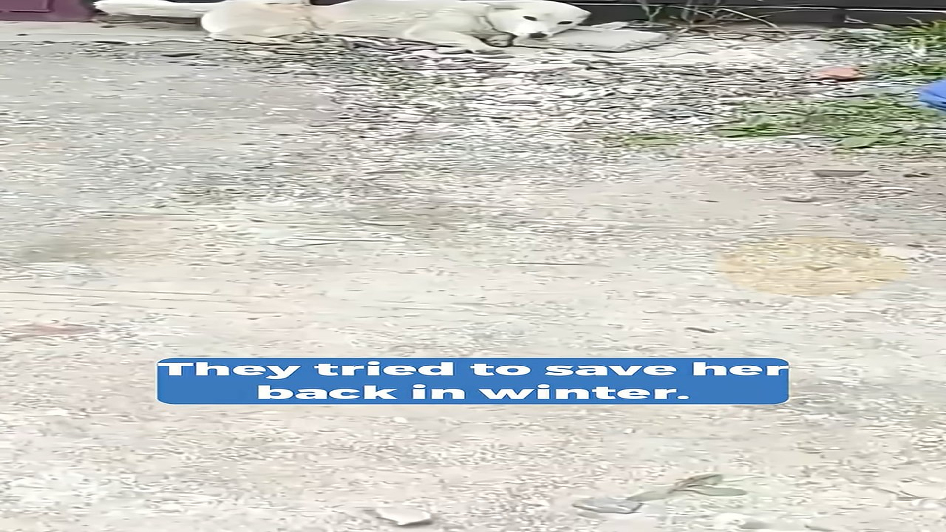 Full Video : H1508012_She Survived the Winter Alone Beneath Garages Until One Moment Changed Everything