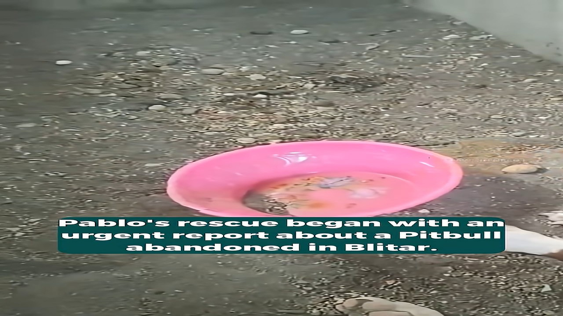 Full Video : H1508009_Malnourished Dog with No Strength Left Begins a Powerful and Emotional Recovery