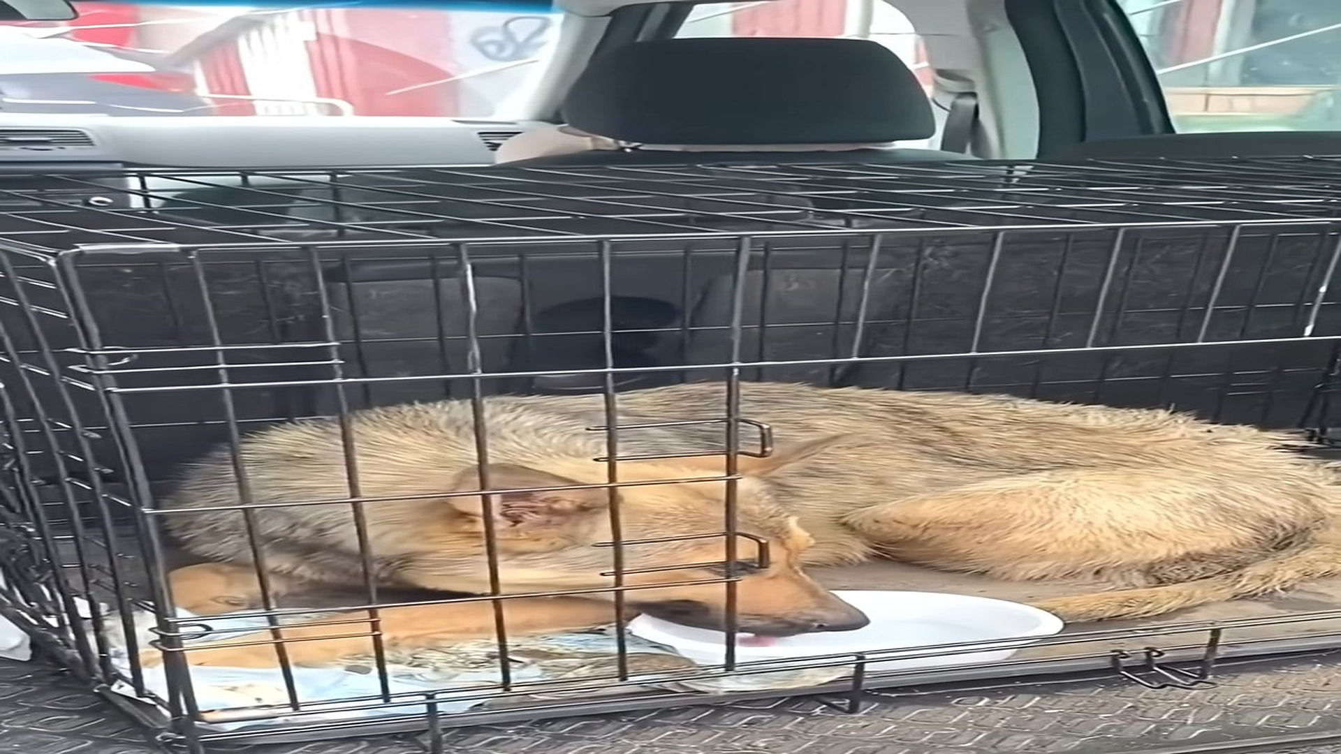 Full Video : H1508026_She Was Left on the Road Unable to Move Until Hope and Humanity Found Her