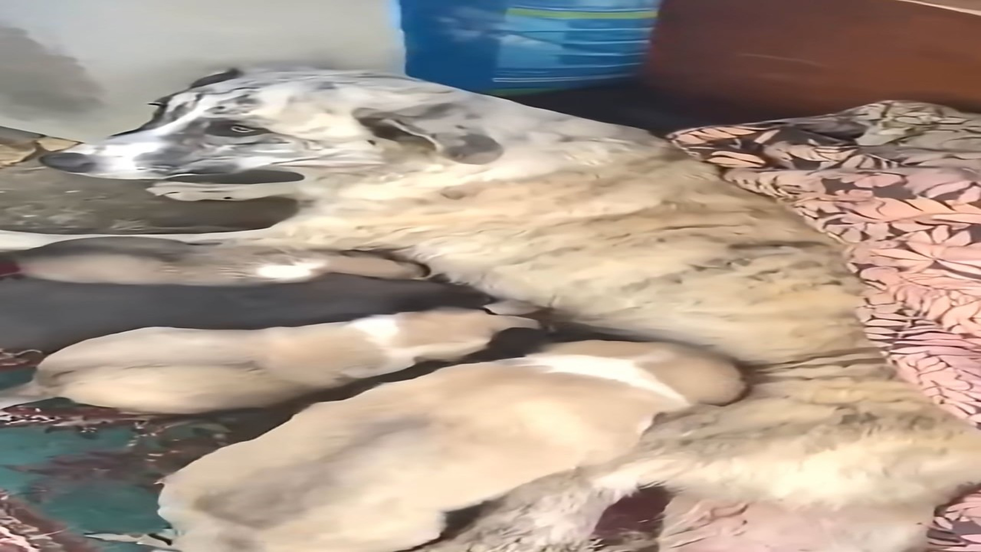 Full Video : H1608014_She Could Not Walk But She Carried Her Puppies Through Love Alone