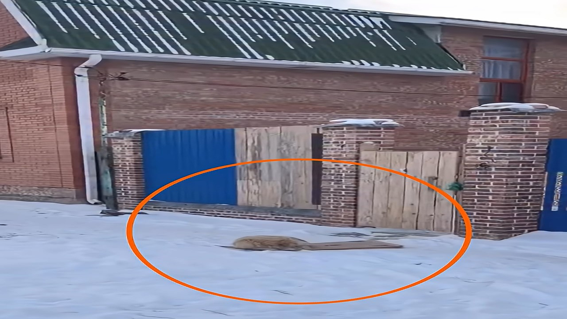 Full Video : H1608011_Forgotten Dog Waited Outside a Gate for a Year Until One Kind Stranger Changed Everything