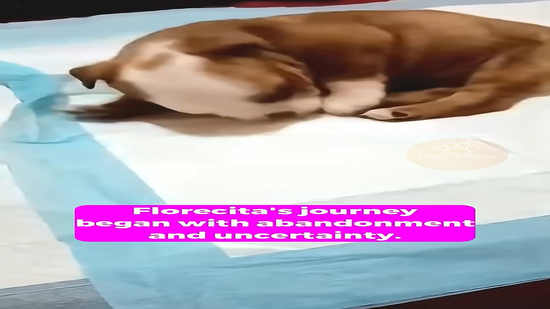 Full Video : H1608001_Tiny Disabled Puppy Fights Every Day to Find Hope and Happiness Again
