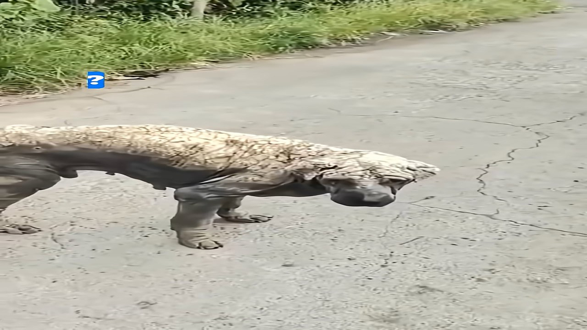 Full Video : H1608002_Forgotten Dog with Severe Skin Disease Finds a Second Chance Through Kindness and Love