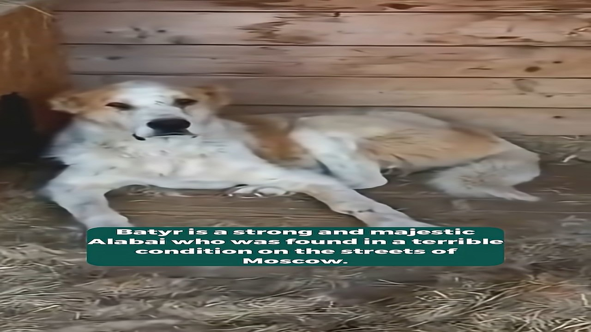 Full Video : H1608025_Dog Who Lost Everything Now Finds Peace Comfort and a Second Chance at Life