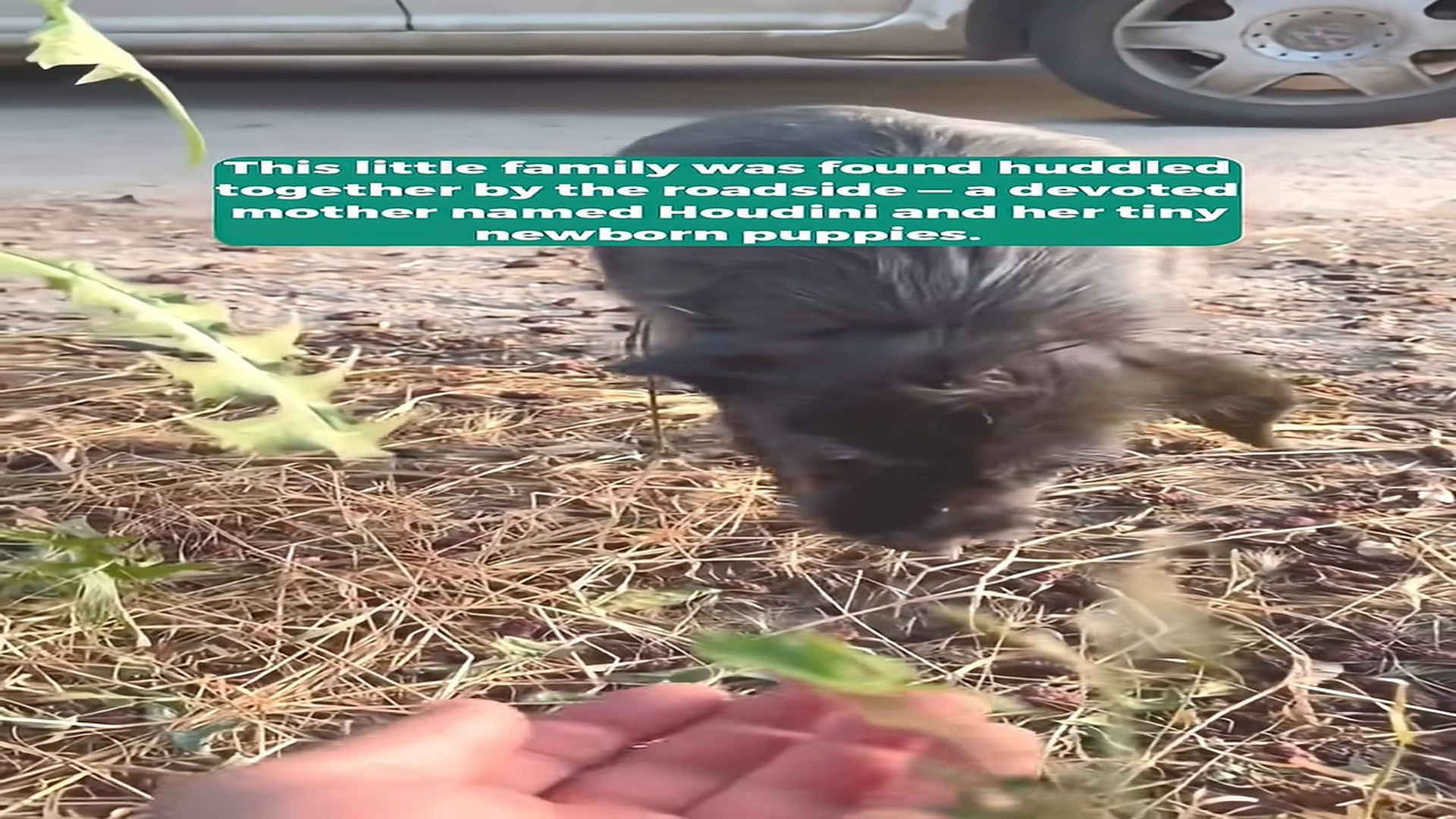 Full Video : H1608022_A Lost Mother Dog Protects Her Fragile Puppies Until Kindness Finally Finds Them