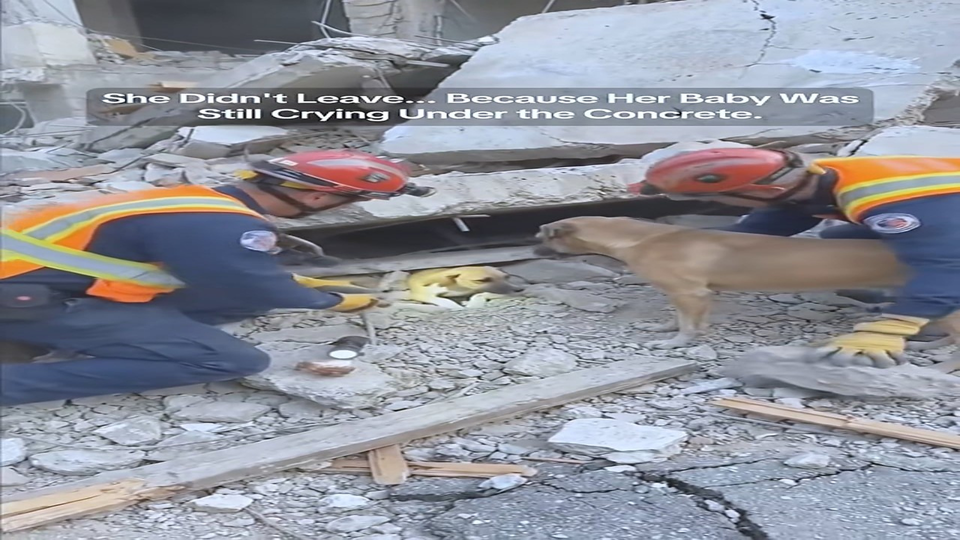 Part 2 : H1708011_Rescue the trapped puppy #Animal #Dog_part2