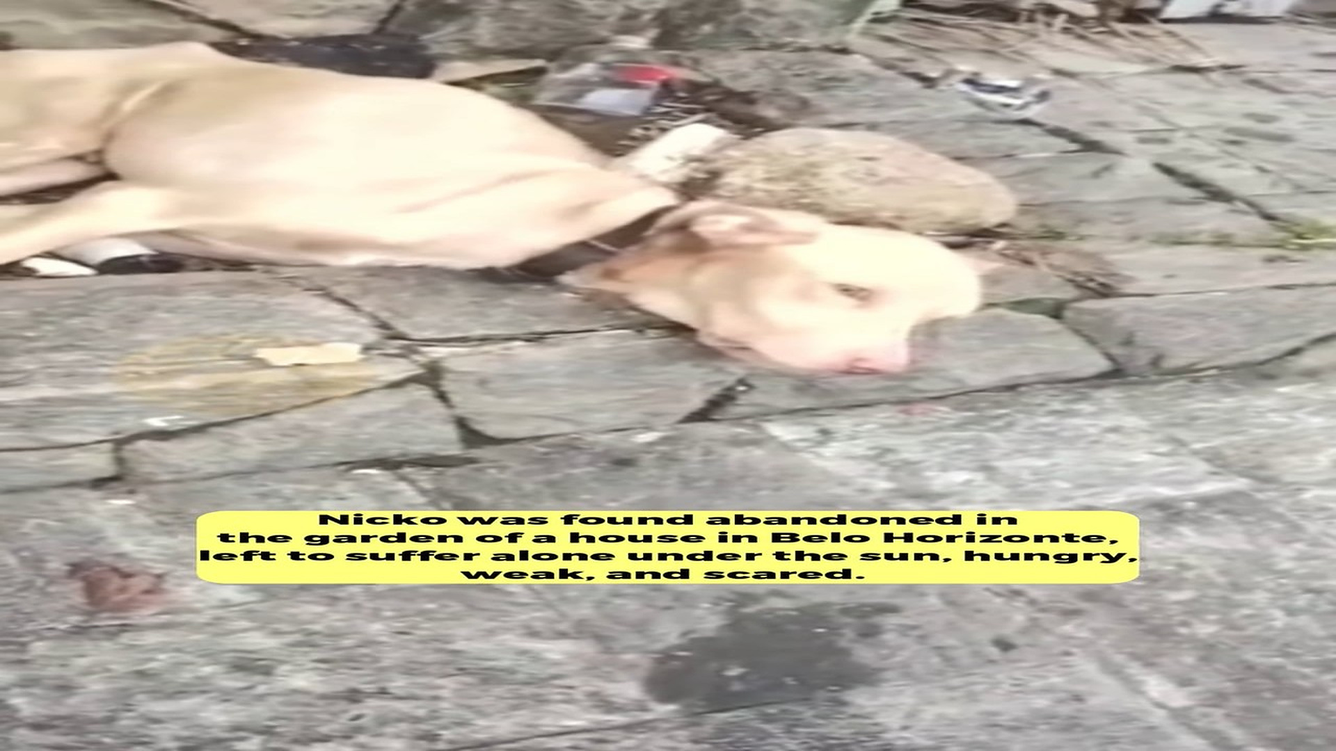 Full Video : H1708029_He was found abandoned in the garden of a house left to suffer alone under the sun