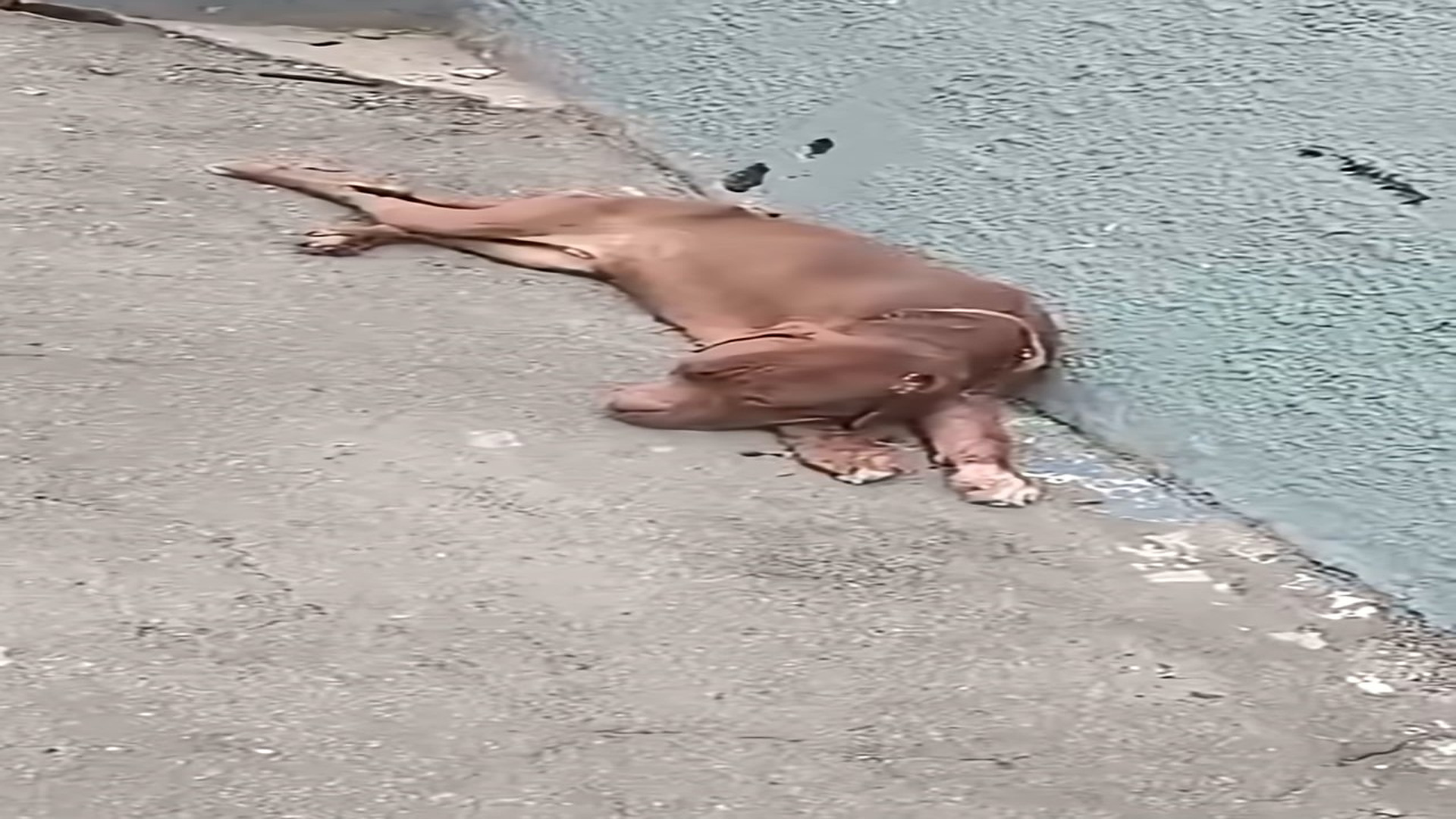 Full Video : H1708023_Found Weak and Covered in Wounds But This Dog Slowly Healed and Learned to Trust Again