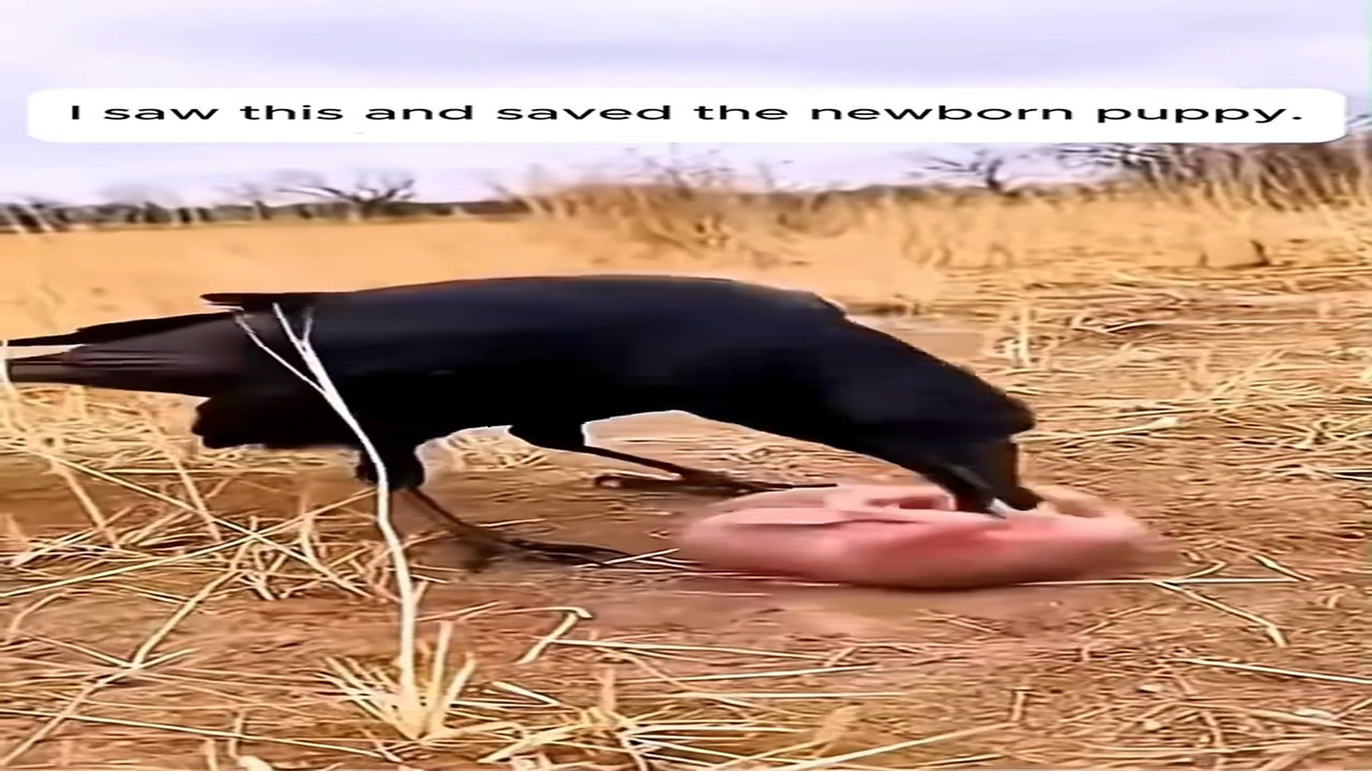 Full Video : H1808002_I heard the cry of a puppy and adopted it #rescue #rescuedog #dog #puppy