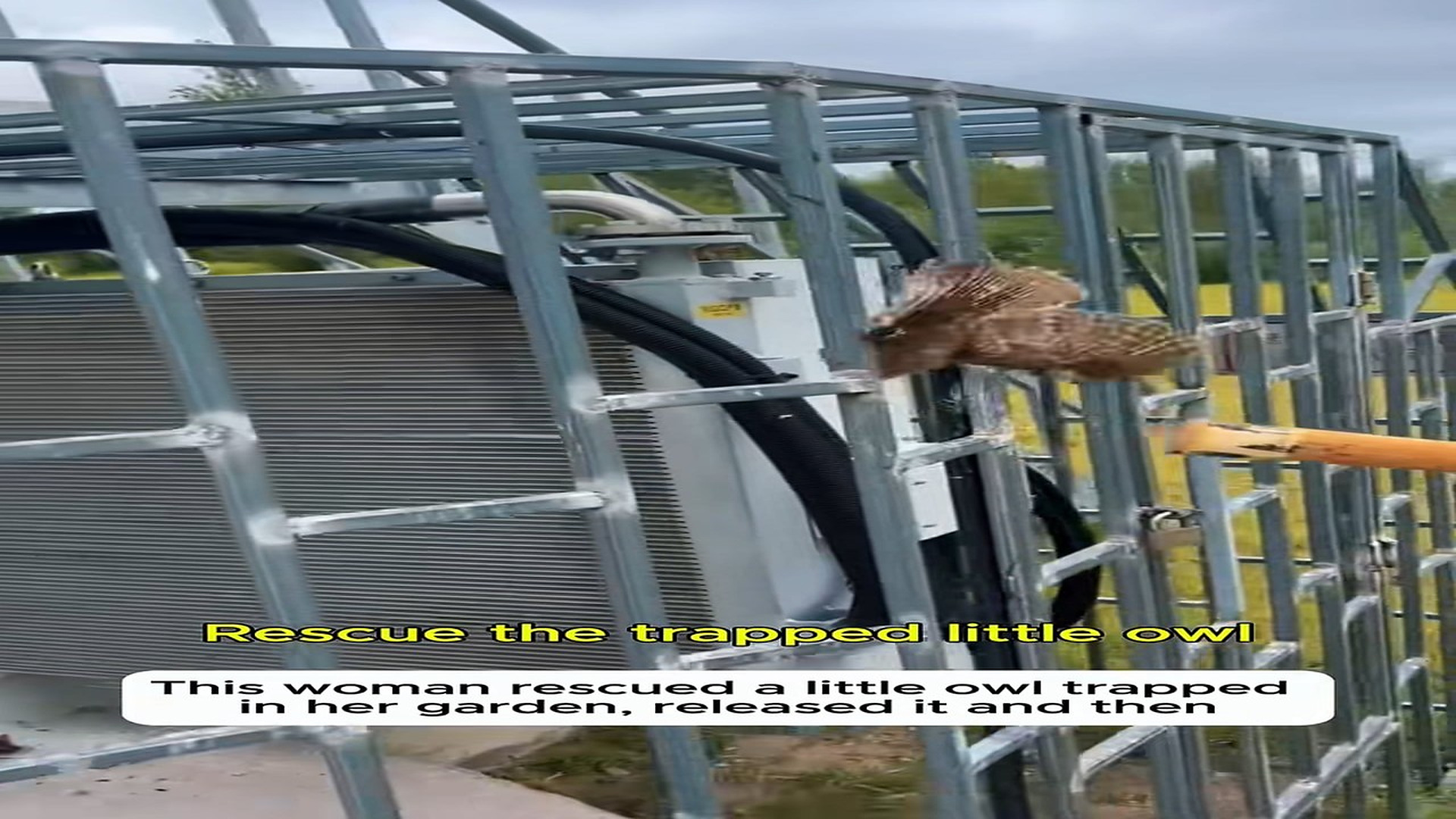 Full Video : H1808004_A kind woman rescued a little owl trapped in her garden. . . Then let it go #Trending #owl #rescue #