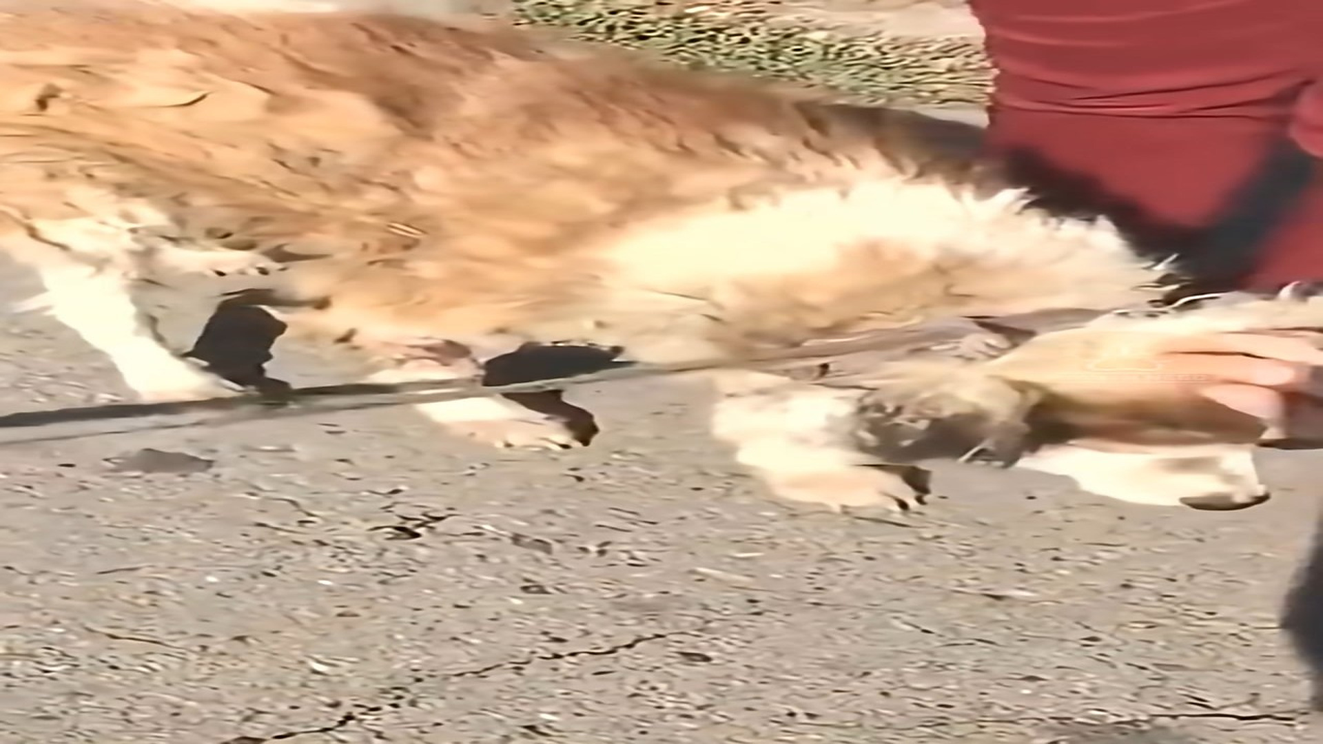 Full Video : H1808010_A Dog Lost in Fear and Cold Slowly Found Warmth and a Reason to Live
