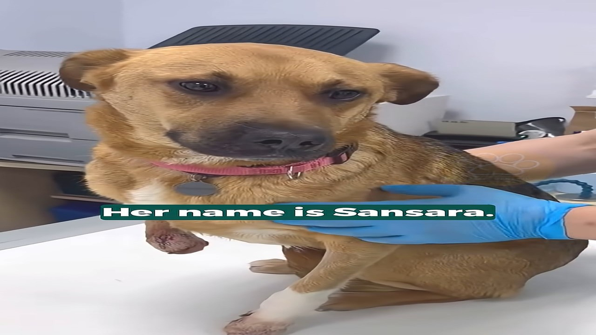 Full Video : H1808016_A Dog Who Lost Her Legs But Never Lost Hope Finds the Strength to Walk Again