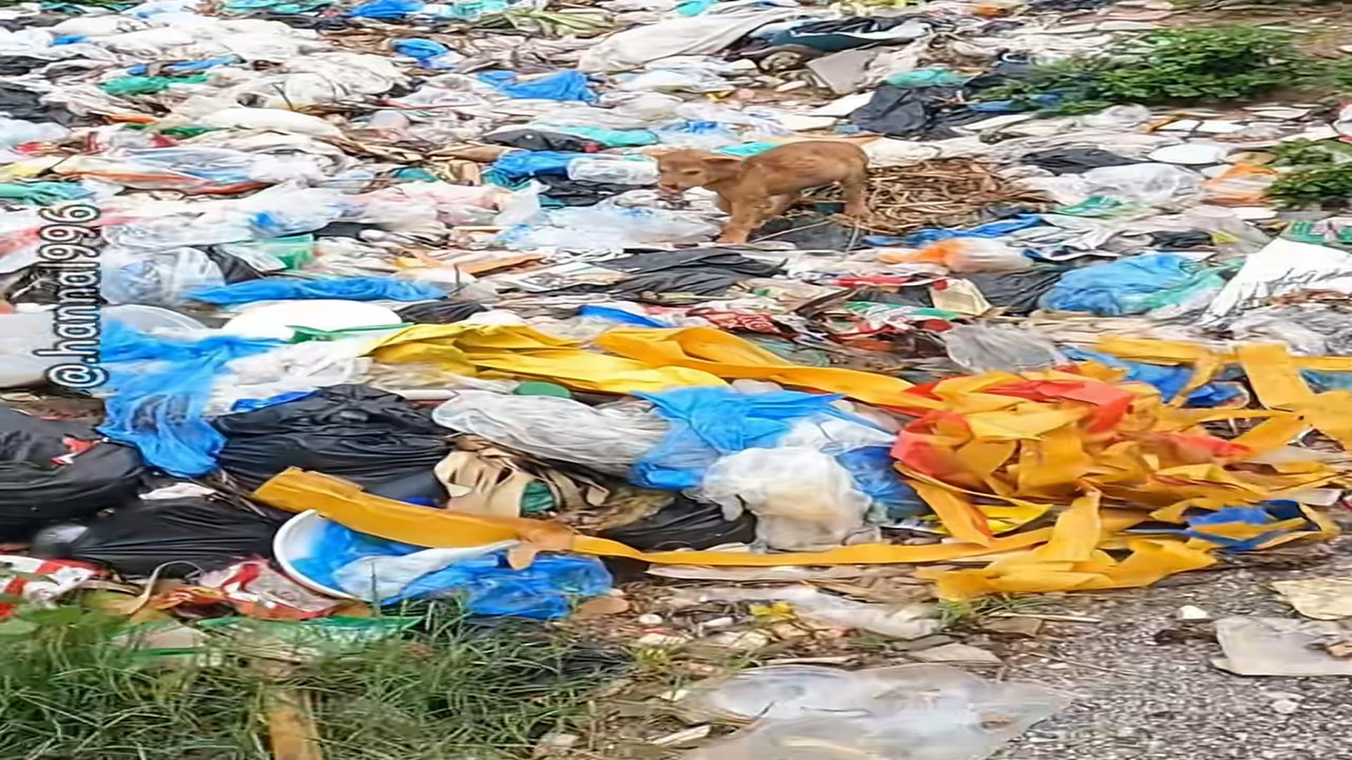 Full Video : H1908009_Abandoned puppy is feeding in the garbage and trying to survive until this happens .#AnimalRescue #D