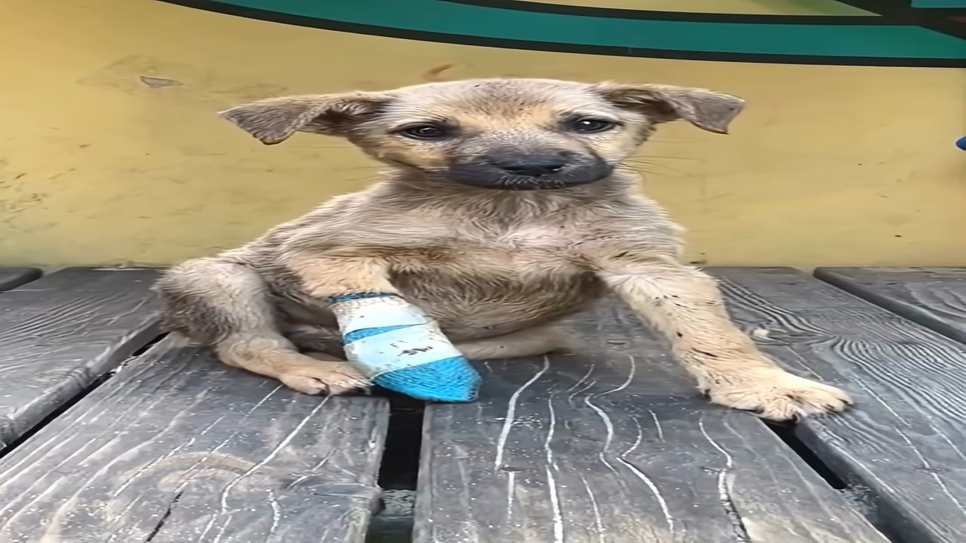 Full Video : H1908018_The Puppy Who Fell Silent on the Tracks But Was Given a Miracle to Live Again