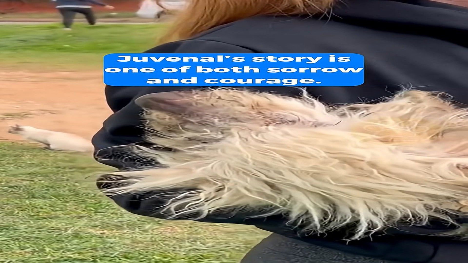 Full Video : H1908019_Neglected Senior Dog Proves that Every Life No Matter How Old Still Deserves Care