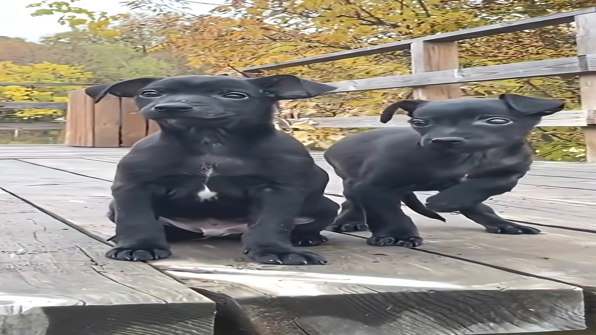 Full Video : H1908015_Tiny Puppies Faced a Rare Condition But Their Hearts Learned to Feel the World